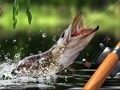 Trò chơi Bắt Sáng trực tuyến Trò chơi Bắt Sáng trực tuyến