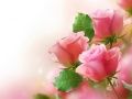 Trò chơi Hoa Hồng Hồng trực tuyến