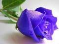 Trò chơi Hoa hồng xanh trực tuyến