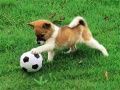 Trò chơi Câu đố chó con vui nhộn ngoài trời trực tuyến