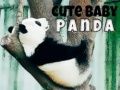 Trò chơi Gấu trúc con đáng yêu trực tuyến