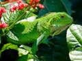 Trò chơi Iguana Hoang Dã trực tuyến