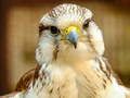 Trò chơi Trò Chơi Ghép Hình Gyrfalcon trực tuyến