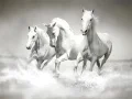 Trò chơi Trò chơi ghép hình ngựa trực tuyến