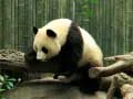Trò chơi Câu đố Gấu trúc trực tuyến Trò chơi Câu đố Gấu trúc trực tuyến