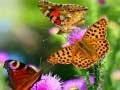 Trò chơi Đường trượt bướm trực tuyến Trò chơi Đường trượt bướm trực tuyến
