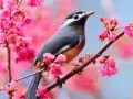 Trò chơi Chim Yêu Thích trực tuyến Trò chơi Chim Yêu Thích trực tuyến