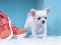 Trò chơi Câu đố Chó Con Đáng Yêu trực tuyến Trò chơi Câu đố Chó Con Đáng Yêu trực tuyến