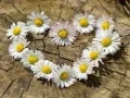 Trò chơi Ghép hình "Trái tim Cúc" trực tuyến Trò chơi Ghép hình "Trái tim Cúc" trực tuyến