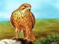 Trò chơi Cầu trượt Chim săn mồi trực tuyến Trò chơi Cầu trượt Chim săn mồi trực tuyến