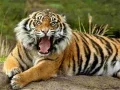 Trò chơi Câu đố Động vật Hổ trực tuyến Trò chơi Câu đố Động vật Hổ trực tuyến