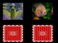 Trò chơi trí nhớ cá trực tuyến