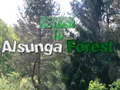 Trò chơi Trở về rừng Alsunga trực tuyến