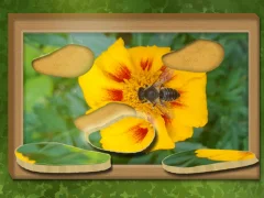 Trò chơi Tìm và khôi phục: Câu đố ẩn trực tuyến