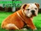Trò chơi Puzzle Chó Con Bulldog trực tuyến Trò chơi Puzzle Chó Con Bulldog trực tuyến