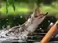 Trò chơi Bắt Sáng trực tuyến