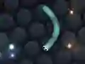 Trò chơi Slither.io trực tuyến