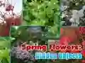 Trò chơi Hoa Xuân: Các Đối Tượng Ẩn trực tuyến