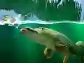 Trò chơi Đầm Bạch Liên trực tuyến