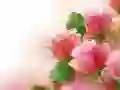 Trò chơi Hoa Hồng Hồng trực tuyến Trò chơi Hoa Hồng Hồng trực tuyến