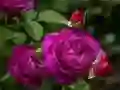 Trò chơi Hoa hồng tím trực tuyến Trò chơi Hoa hồng tím trực tuyến
