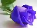 Trò chơi Hoa hồng xanh trực tuyến Trò chơi Hoa hồng xanh trực tuyến