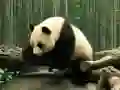 Trò chơi Câu đố Gấu trúc trực tuyến Trò chơi Câu đố Gấu trúc trực tuyến