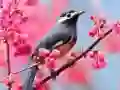 Trò chơi Chim Yêu Thích trực tuyến Trò chơi Chim Yêu Thích trực tuyến