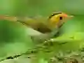 Trò chơi Chim Trượt trực tuyến