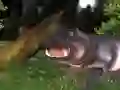 Trò chơi Săn hà mã hoang dã trực tuyến Trò chơi Săn hà mã hoang dã trực tuyến