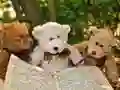 Trò chơi Ghép hình Ba chú gấu bông đáng yêu trực tuyến Trò chơi Ghép hình Ba chú gấu bông đáng yêu trực tuyến