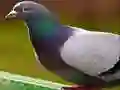 Trò chơi Câu đố Bồ câu trực tuyến