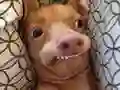 Trò chơi Bạn là chó meme nào? trực tuyến Trò chơi Bạn là chó meme nào? trực tuyến