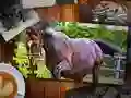 Trò chơi Trò Chơi Ghép Hình Phiên Bản Ngựa trực tuyến Trò chơi Trò Chơi Ghép Hình Phiên Bản Ngựa trực tuyến