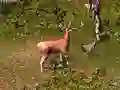 Trò chơi Săn hươu trực tuyến