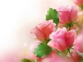 Trò chơi Hoa Hồng Hồng trực tuyến