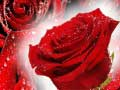Trò chơi Hoa hồng đỏ trực tuyến