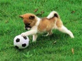 Trò chơi Câu đố chó con vui nhộn ngoài trời trực tuyến