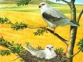 Trò chơi Câu Đố Chim Đồ Sang trực tuyến